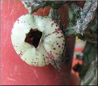 Stapelianthus insignis